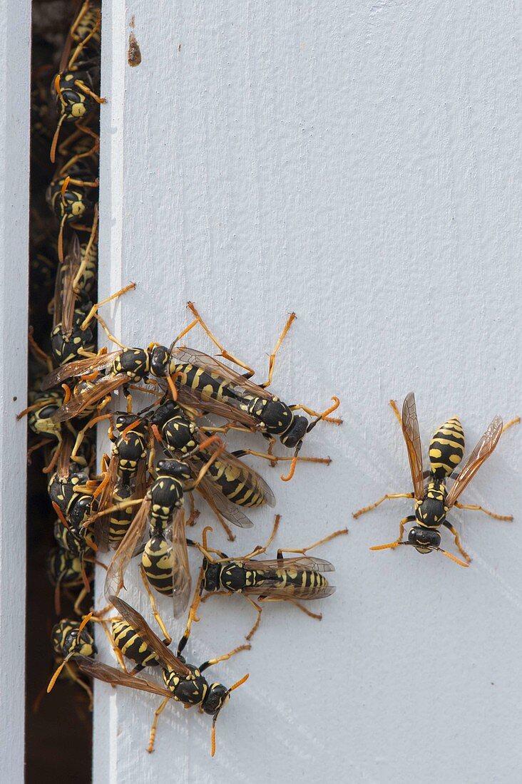 Common wasps (Vespula vulgaris) between wooden facade