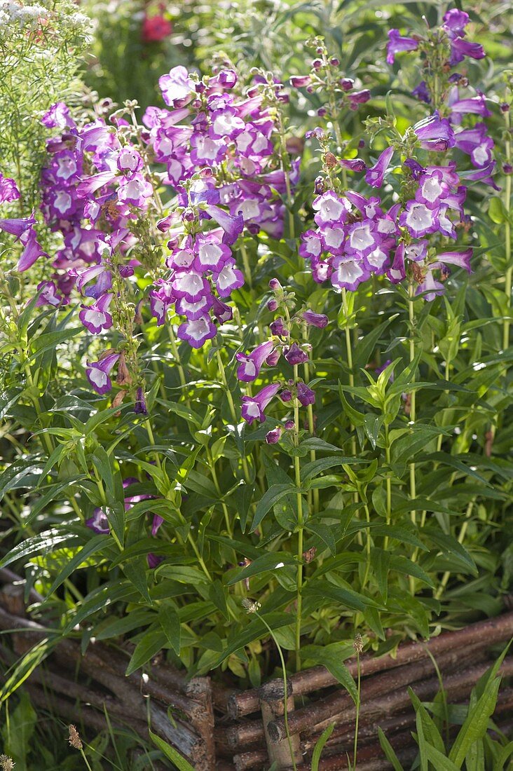 Penstemon hartwegii 'Polaris Purple' (Bartfaden) in Beet mit Einfassung