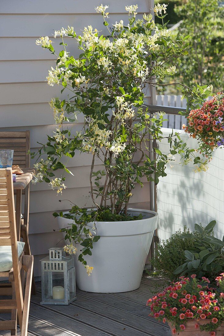 Lonicera caprifolium (honeysuckle) in white tub, Calibrachoa