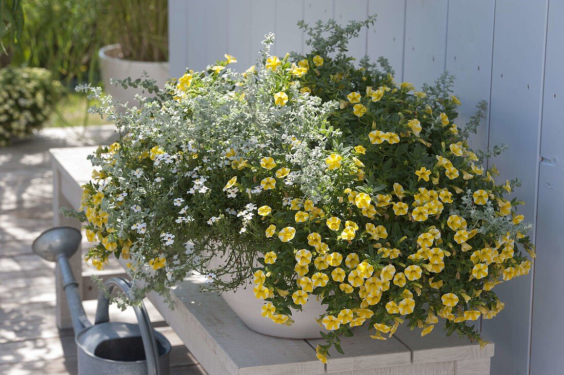 White bowl with Calibrachoa Superbells 'Lemon Slice' (magic bells)