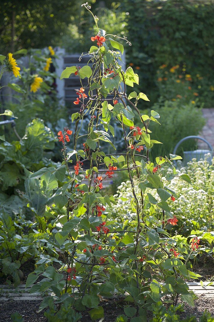 Flowering fire beans (Phaseolus) on a climbing frame in the border