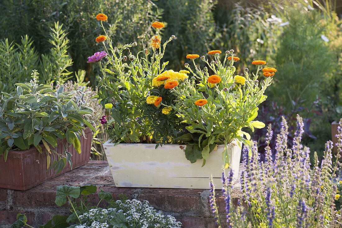 Yellow wooden box with Calendula (marigolds), Tagetes (marigold)