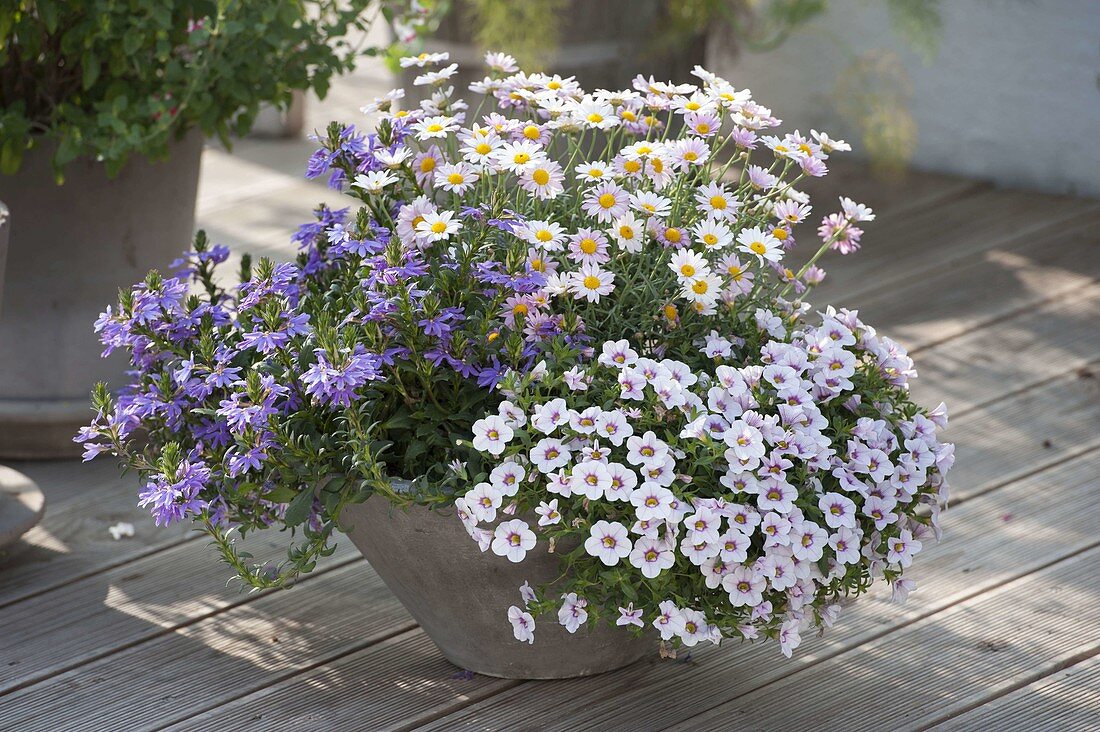 Grey bowl with Scaevola (fan flower), Calibrachoa Superbells