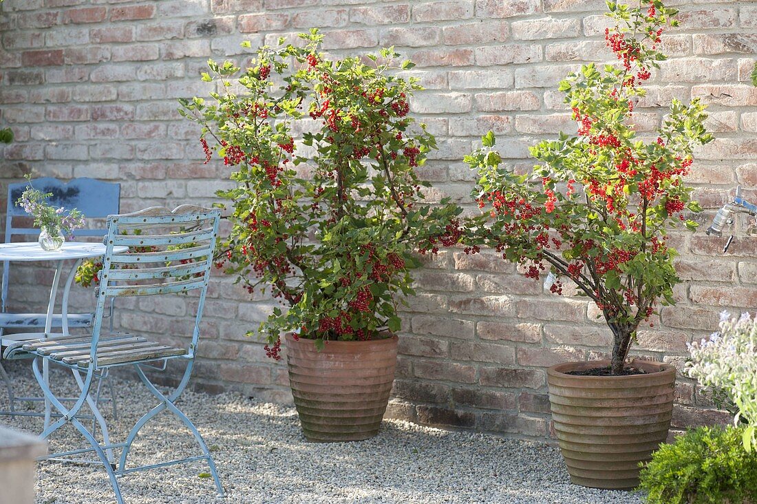 Currant bushes 'Rolan' (Ribes rubrum) in terracotta tubs