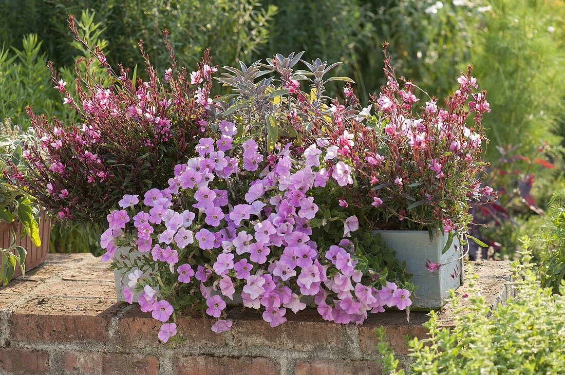 Kasten bepflanzen mit Gaura 'Lillipop Pink' und Petunia Calimero 'Candy'