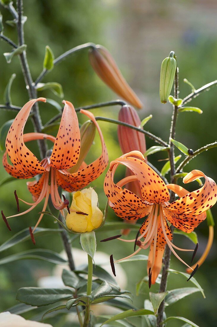 Lilium tigrinum syn lancifolium varsplendens (Tiger lily)