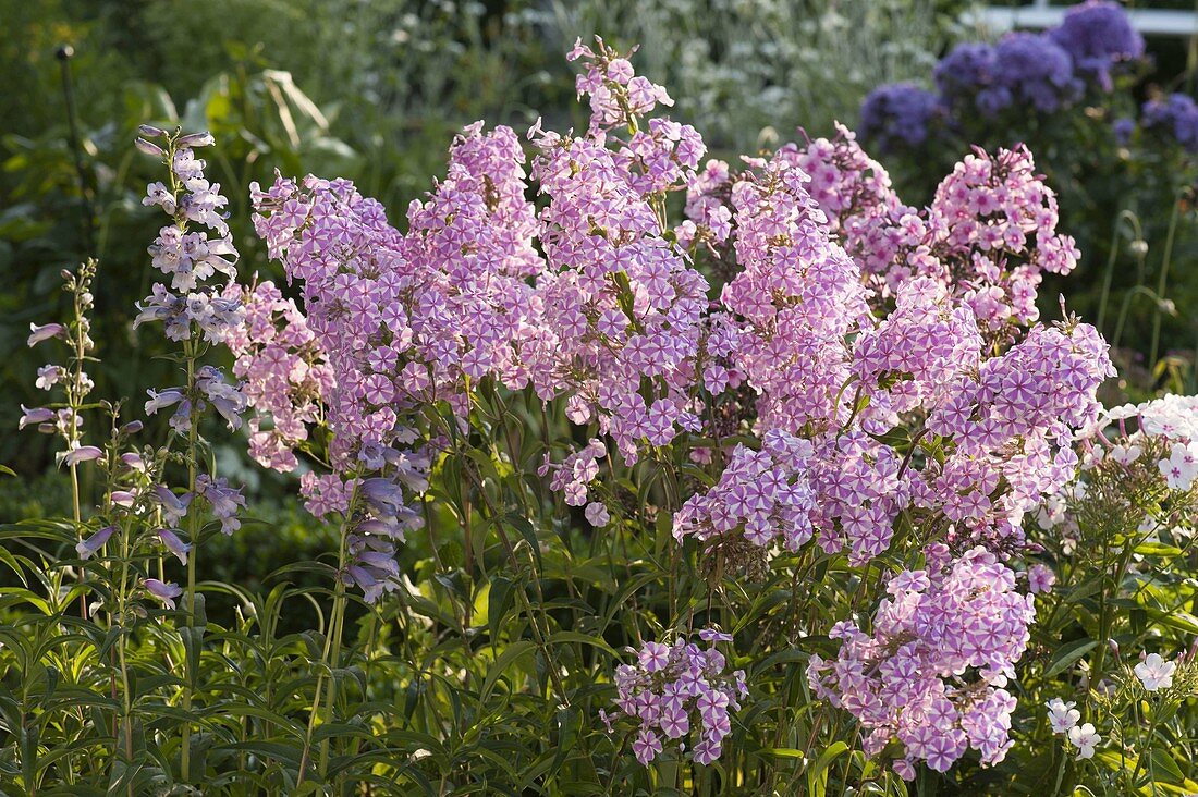 Phlox maculata 'Natascha' (Meadow phlox) in a cottage garden