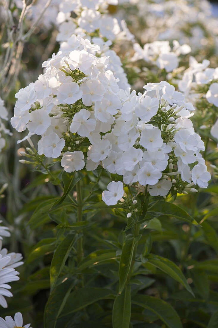 Phlox amplifolia 'Waupee' (large-leaf phlox, flame flower)