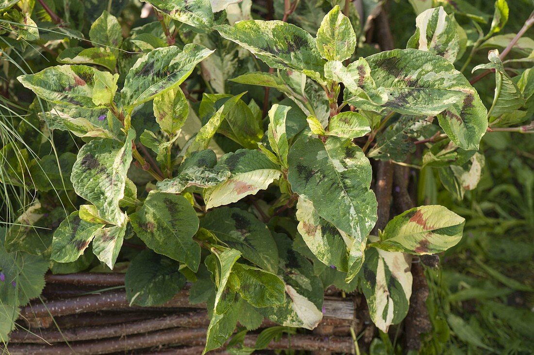 Polygonum filiformis 'Painter's Palette' (variegated thread knotweed)