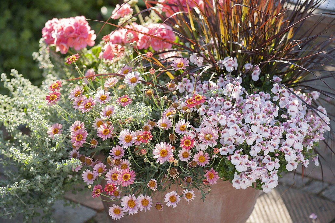 Argyranthemum frutescens 'Molimba Pink' (daisy), Diascia Breezee 'Pastel' (pastel)