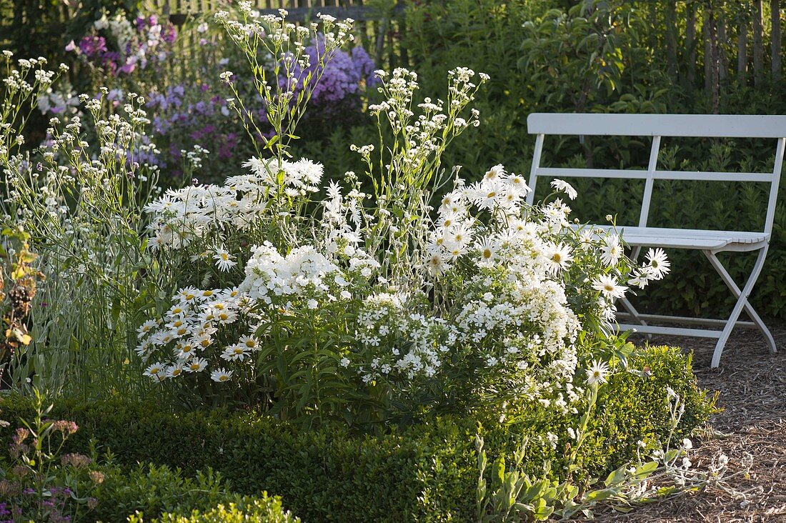 White bed with Chrysanthemum maximum (Summer daisies), Phlox