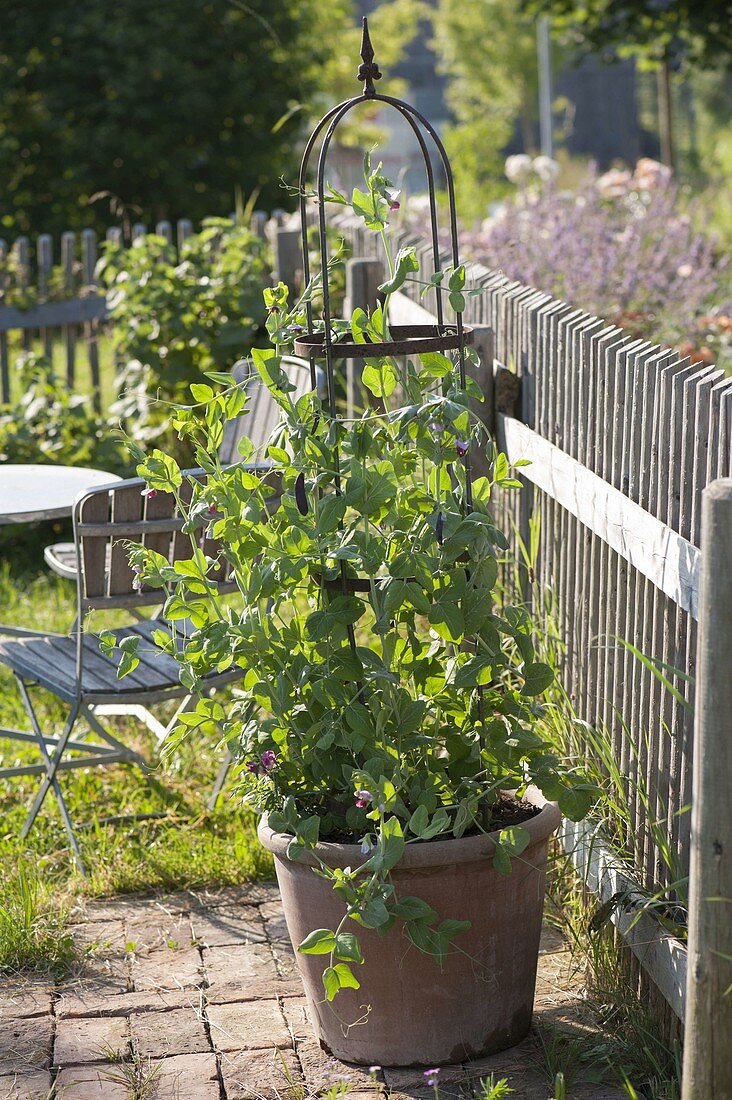 Sweet pea 'Shiraz' (Pisum sativum Convar. axiphium)