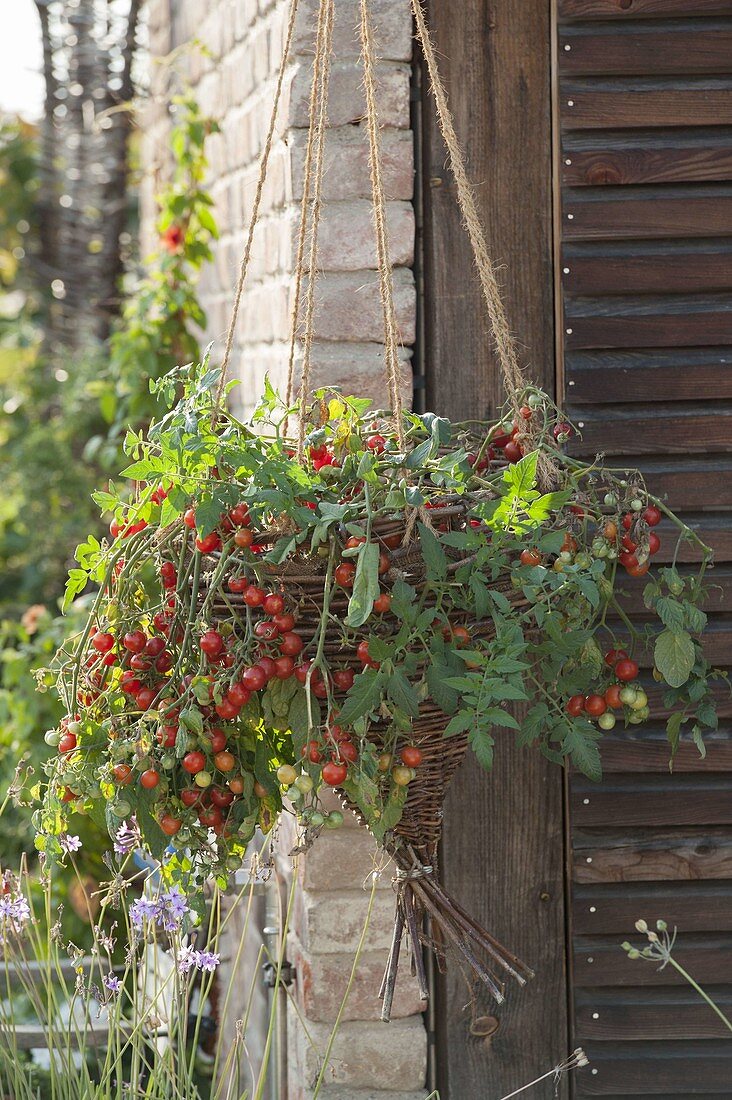 Traffic light tomato 'Tumbler' in home-made basket