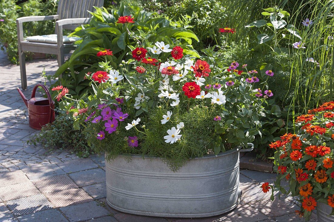 Alte Zinkwanne mit Sommerblumen bepflanzen