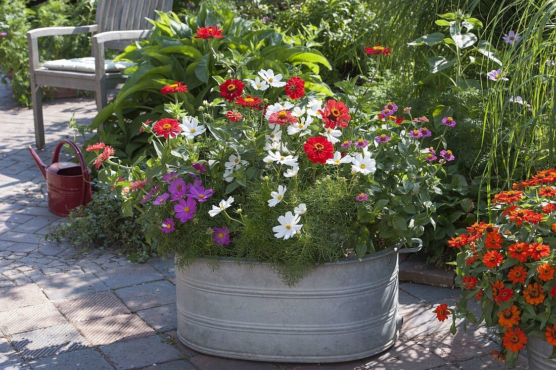 Planting old zinc tub with summer flowers