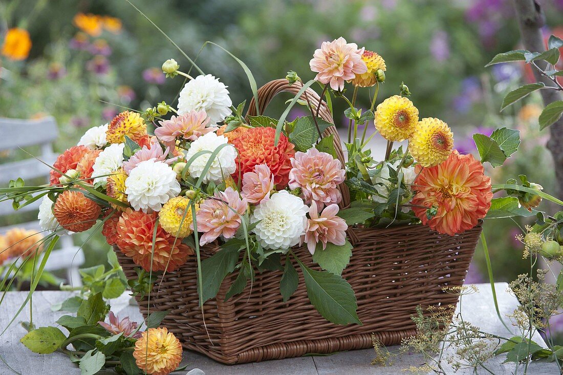 Freshly cut, colourful mix of Dahlia (dahlias) from the cottage garden