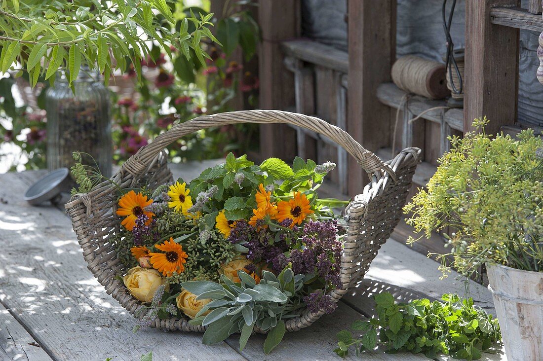 Basket with freshly harvested herbs for tea and drying