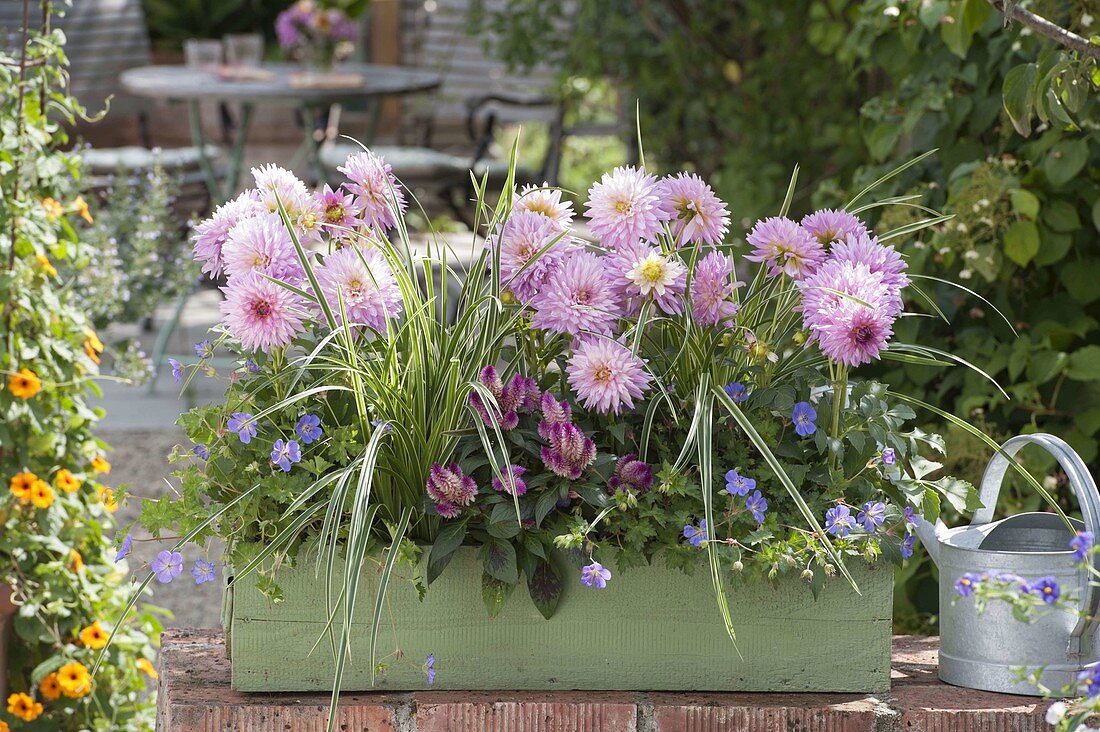 Green wooden box with Dahlia, Carex 'Ice Dancer'