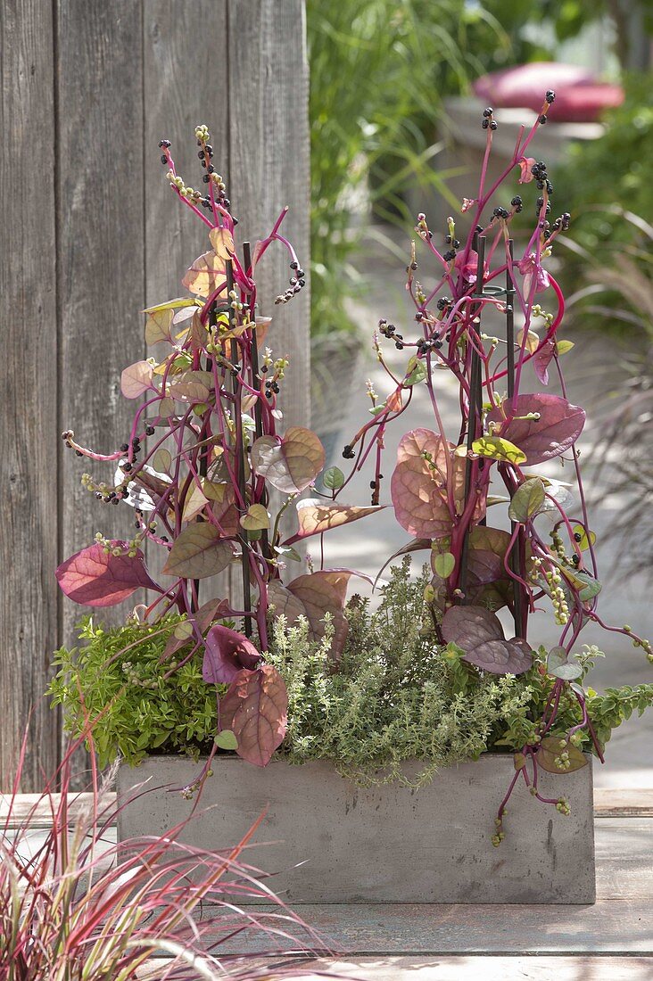 Red Malabar spinach (Basella rubra), lemon thyme 'Silver Queen'