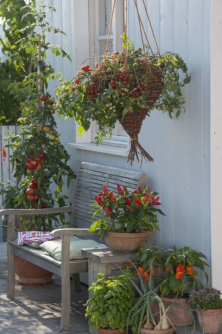 Homemade hanging basket planted with tomato 'Losetto