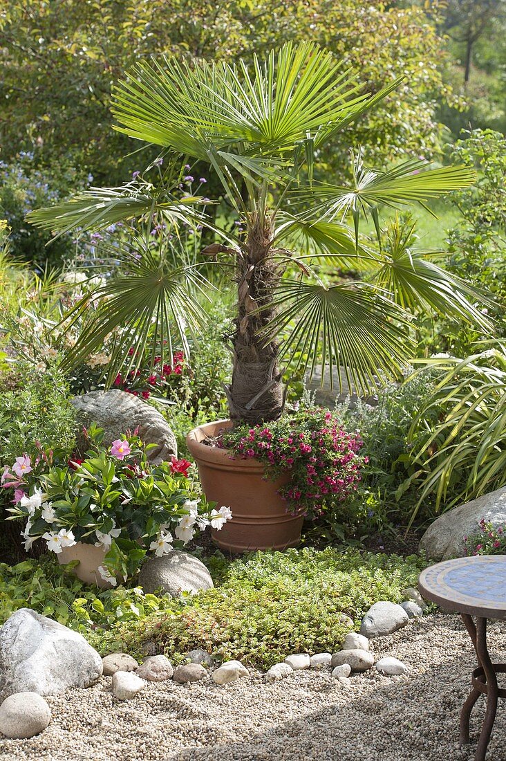 Mediterraner Garten mit Kübelpflanzen