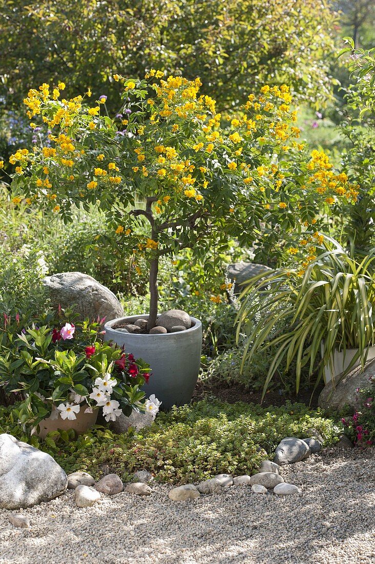 Mediterranean garden with potted plants: Cassia corymbosa (Spice bark)