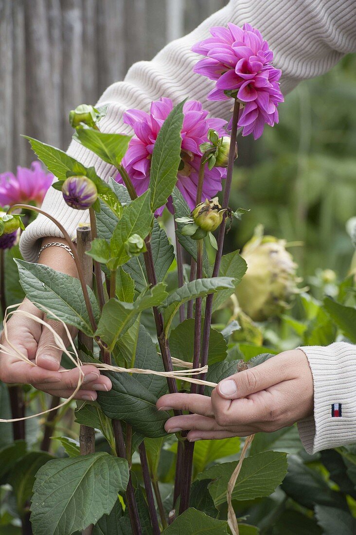 Woman supporting Dahlia (Dahlias) with staff