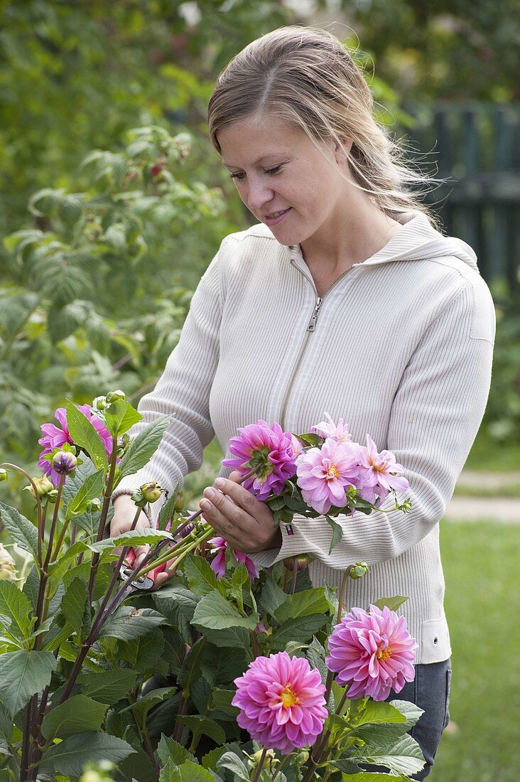 Woman cutting flowers of Dahlia (dahlias)