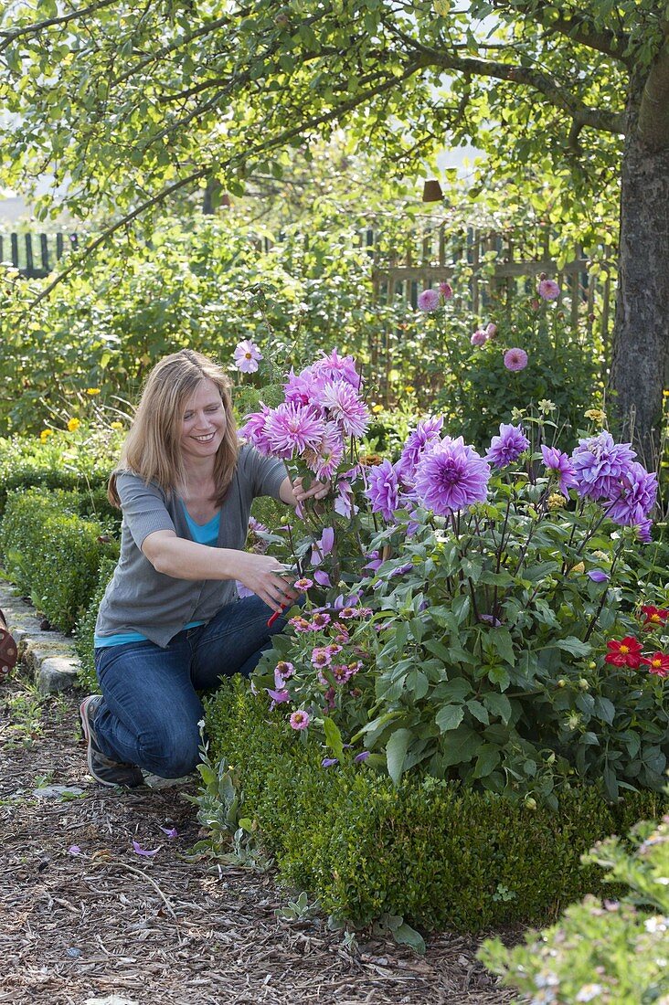 Frau schneidet Blüten von Dahlia (Dahlien) in Beet mit Buxus (Buchs)