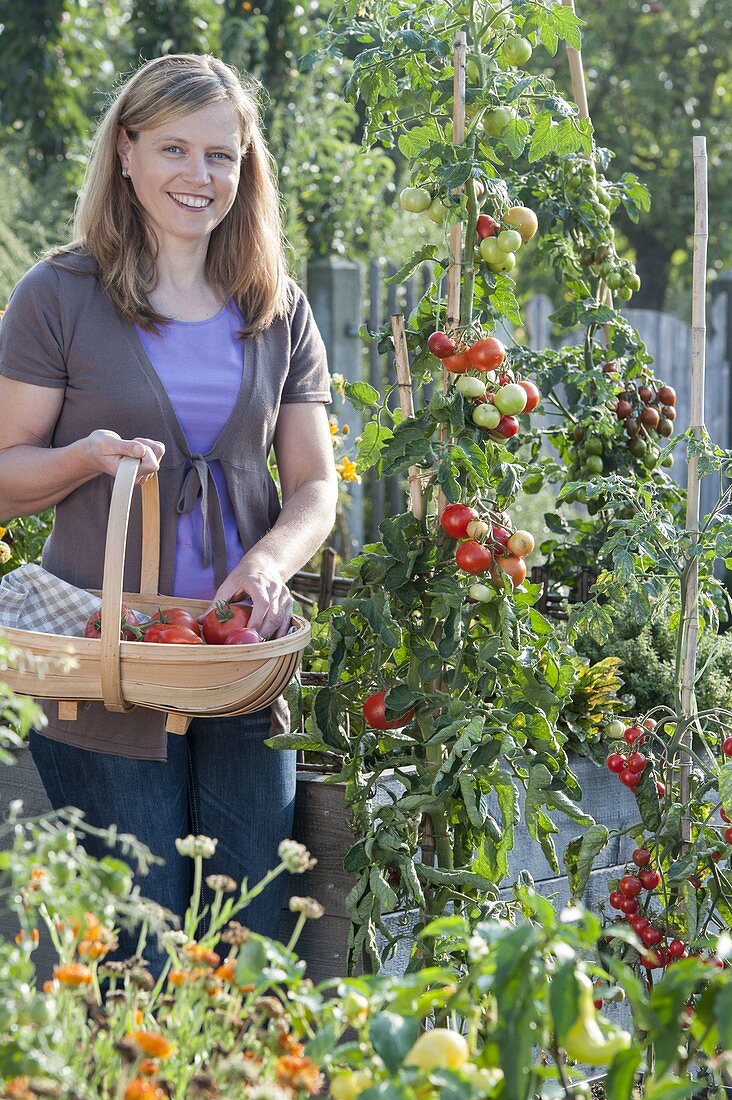 Woman harvesting tomatoes (Lycopersicon) in organic garden