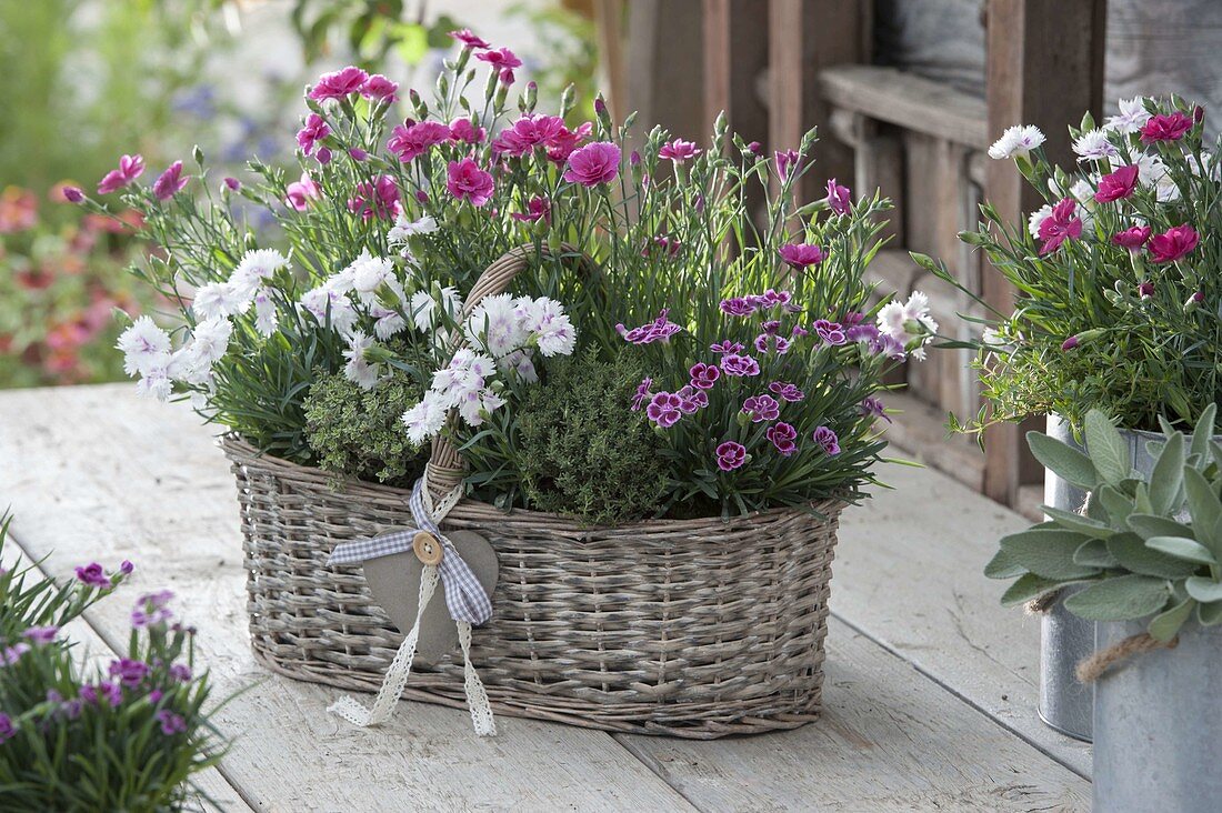 Korb mit Dianthus (Nelken) und Thymian (Thymus vulgaris)