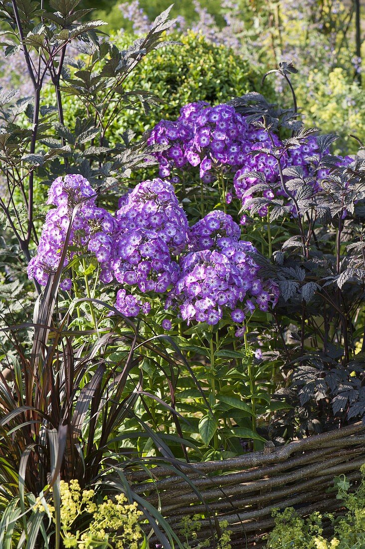 Phlox paniculata 'Uspech' (flame flower) in bed with border