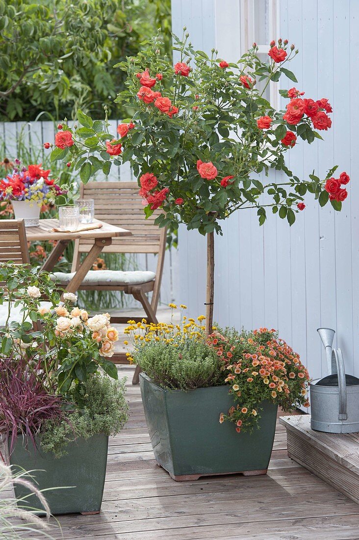 Rosa 'Orange Sensation' (bedding rose) stem, 'Candlelight' (sweet rose)