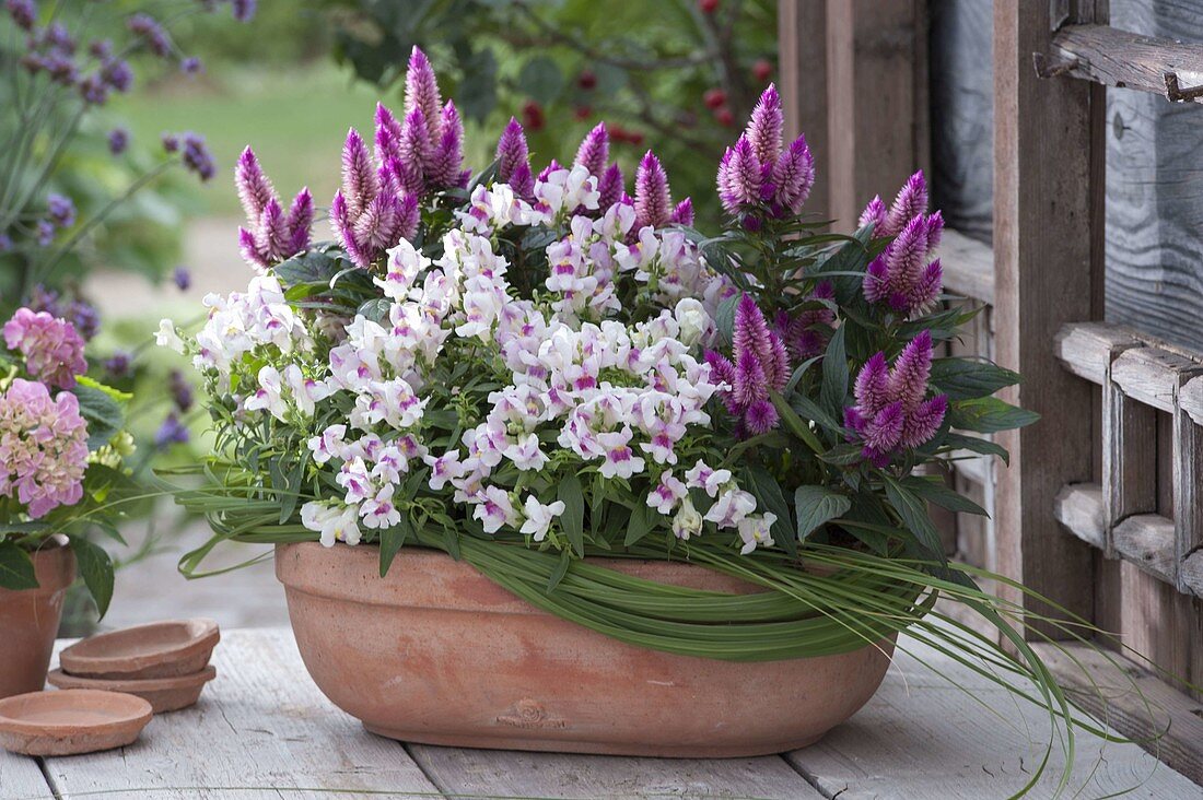 Terracotta-Schale mit Antirrhinum (Löwenmäulchen) und Celosia 'Caracas'