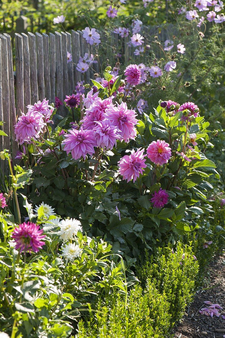 Dahlienknollen in Beet mit Buchs-Einfassung legen