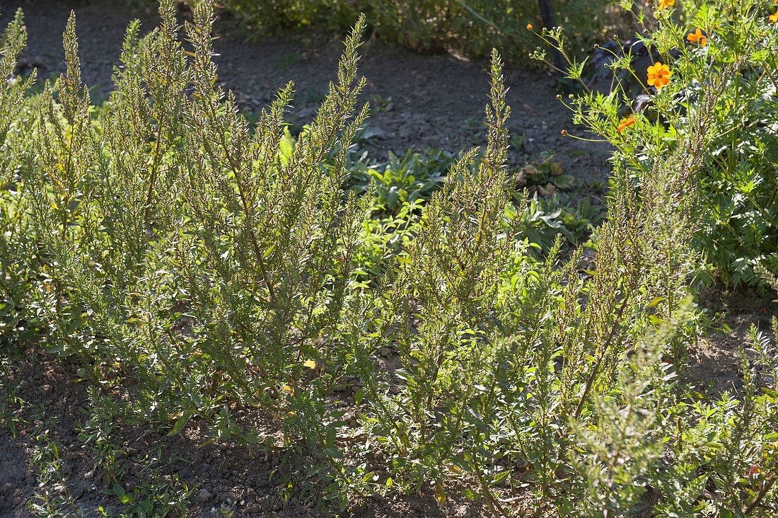 Epazotl, Epazote (Chenopodium ambrosioides) herbzitroniger Geschmack
