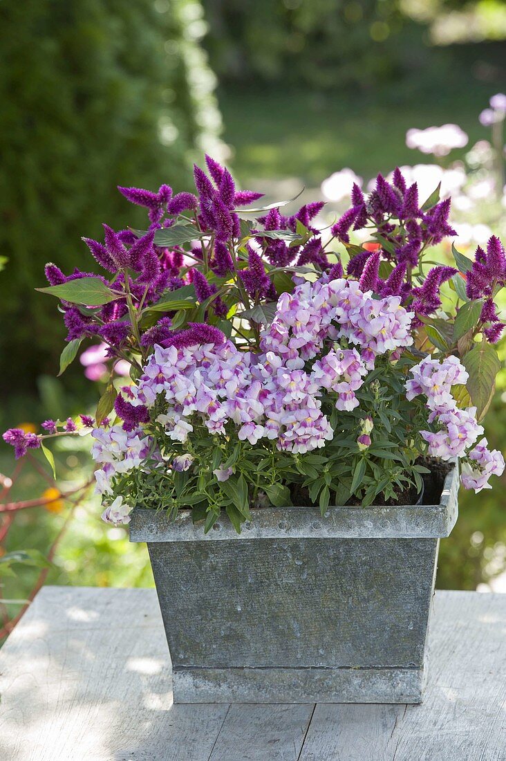 Tin pot with Antirrhinum Bicolor 'Light Pink' (snapdragon) and Celosia