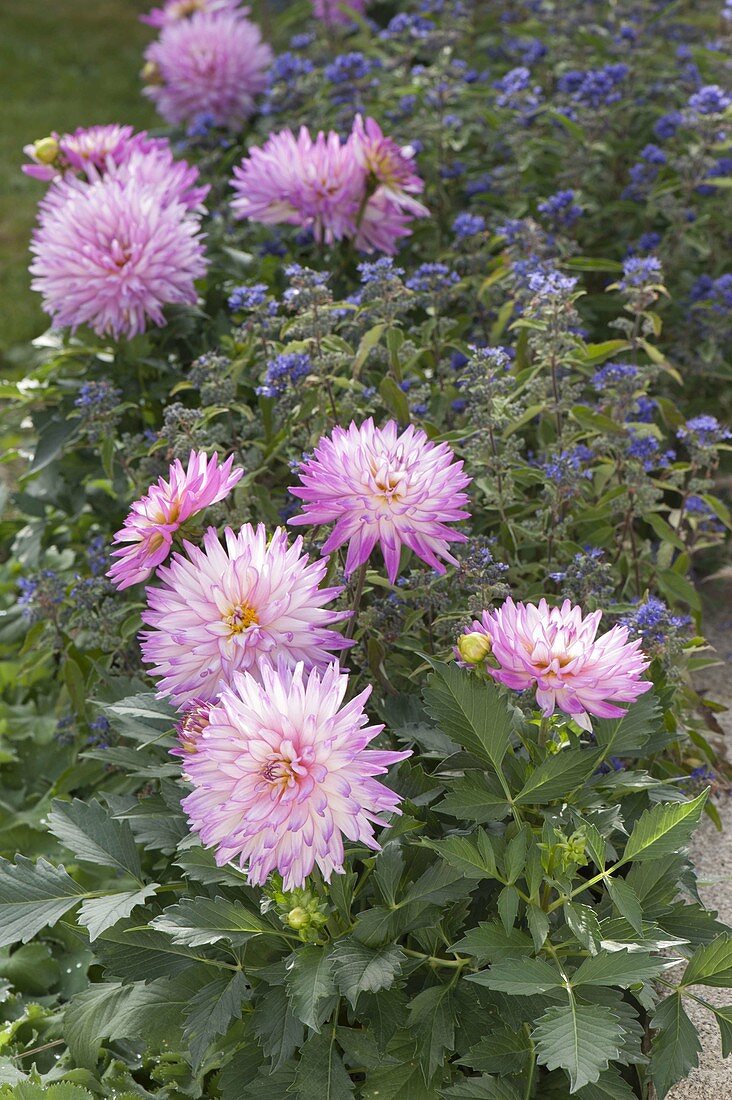 Dahlia 'Winter Springs' (Cactus Dahlia) and Caryopteris 'Heavenly Blue'.