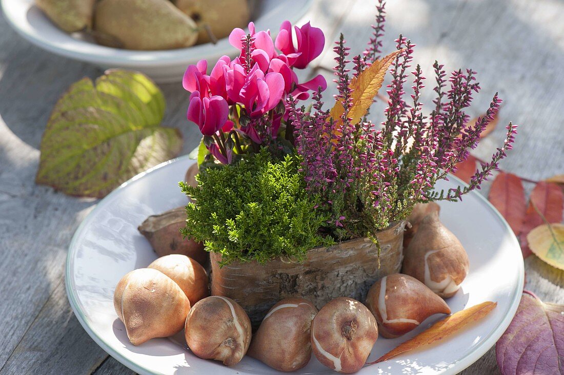 Heart of birch bark planted with Cyclamen, Calluna