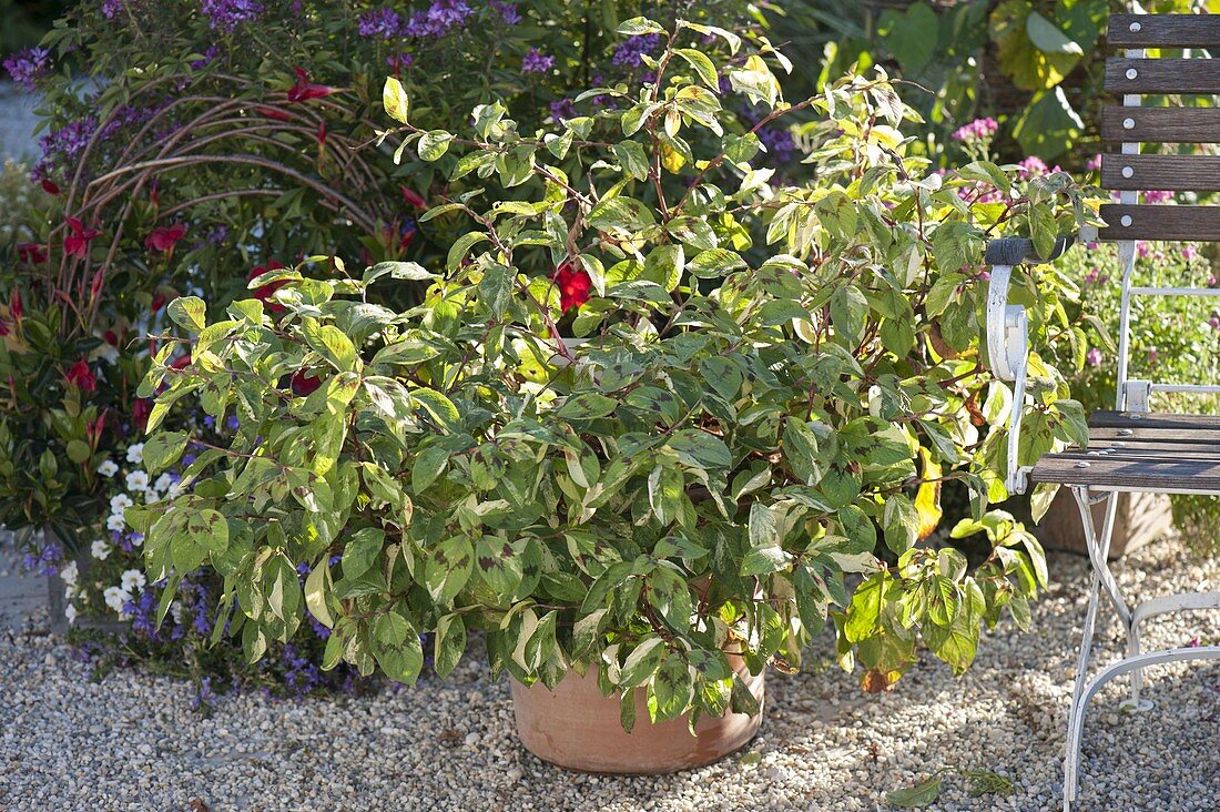 Polygonum filiforme 'Painter's Palette' (Variegated Thread Knotweed)