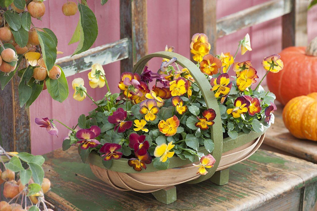 Basket with viola cornuta (horn violet)