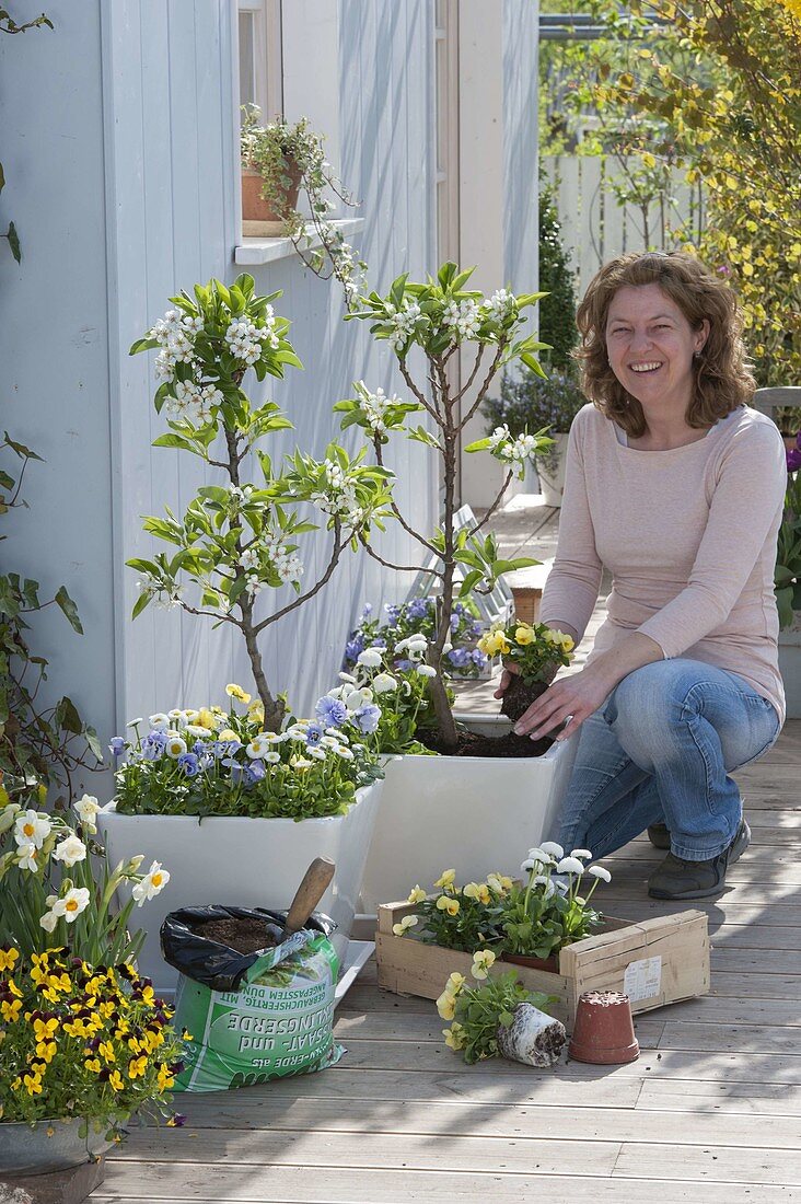 Zwergbirne 'Garden Pearl' in weiße Kübel pflanzen