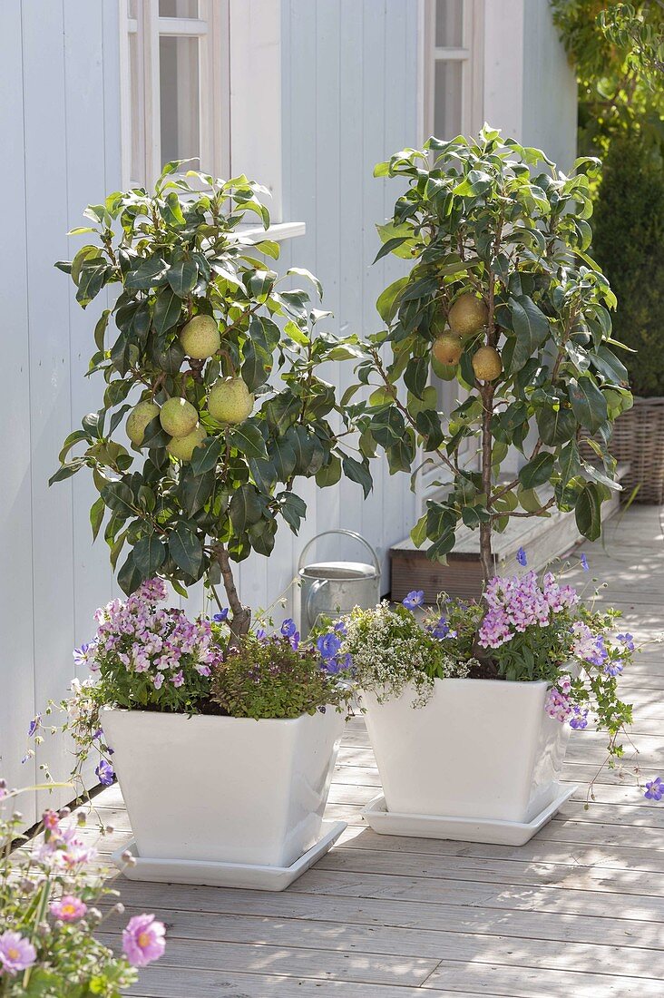 Plant dwarf pear 'Garden Pearl' in white containers