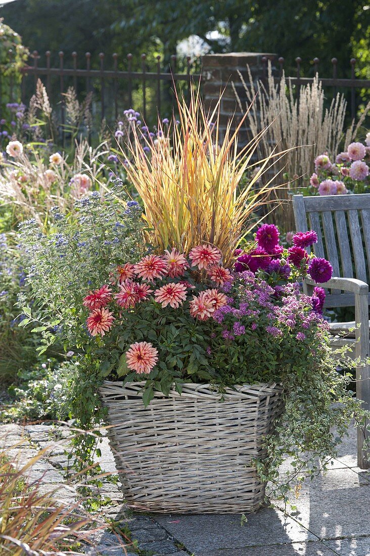 Autumn basket with dahlia (dahlias), Miscantus sinensis 'Autumn Fire'