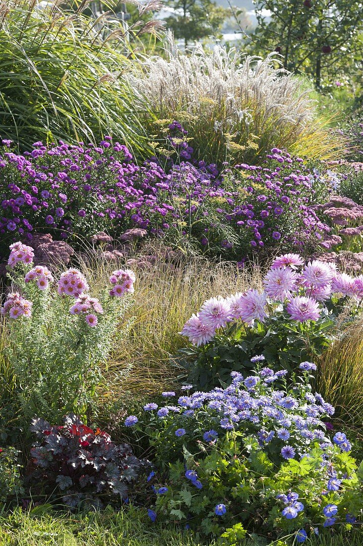 Autumn bed with aster (autumn aster), dahlia (dahlia), miscanthus