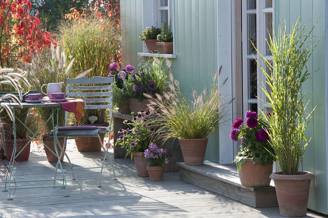 Autumn terrace with grasses and dahlias