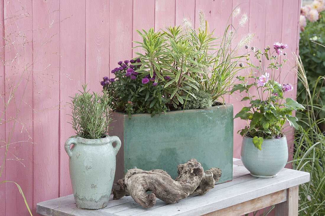 Green containers planted in autumn: Euphorbia x martini 'Ascot Rainbow'