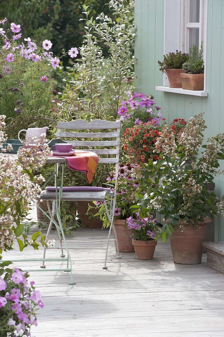 Summer terrace: Lagerstroemia indica 'Natchez' (crepe myrtle), Echinacea