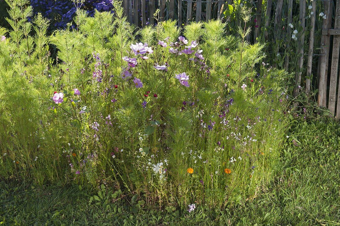 Create round bed with Veitshöchheim summer flower mixture