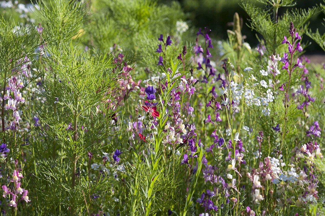 Create round bed with Veitshöchheim summer flower mixture